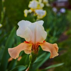 Botanicals 69