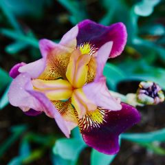 Botanicals 70