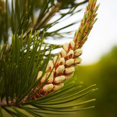 Botanicals 71