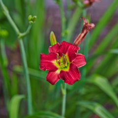 Botanicals 77