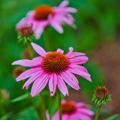 Botanicals 78