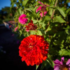 SR-Botanicals-79
