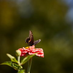 SR-Botanicals-80