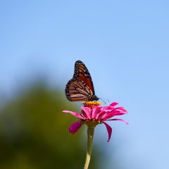 SR-Botanicals-81