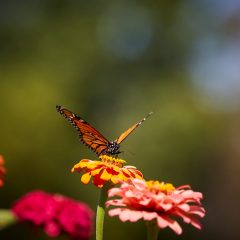 SR-Botanicals-88