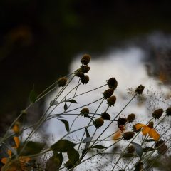 SR-Botanicals-89