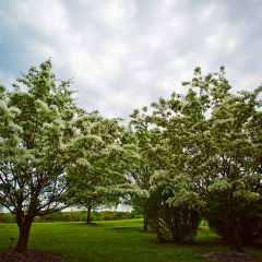 Trees