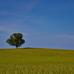 Lone Tree