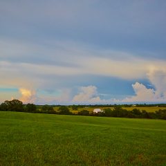 Open Field