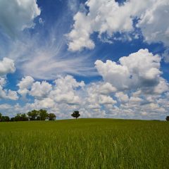 Lone Tree