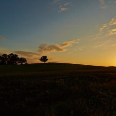 Lone Tree