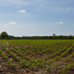 Fields