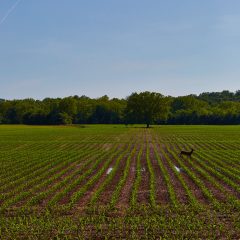 Fields