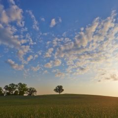 Lone Tree