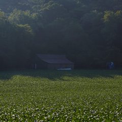 Barn