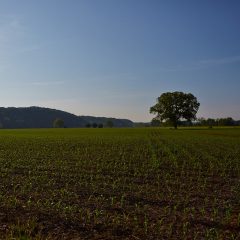 Fields