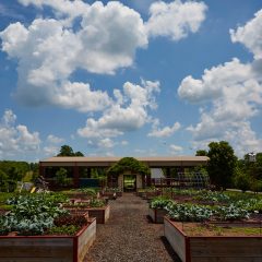 Garden/Tennis Court