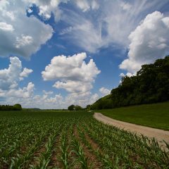 Fields