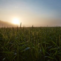 Fields