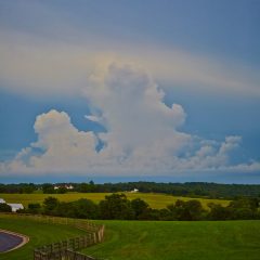 Open Field