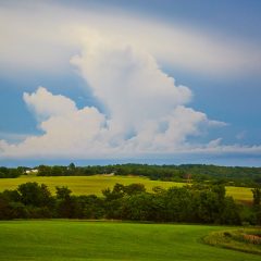 Open Field