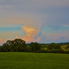 Open Field