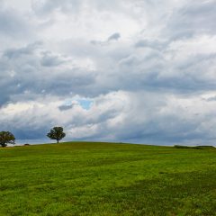 Lone Tree