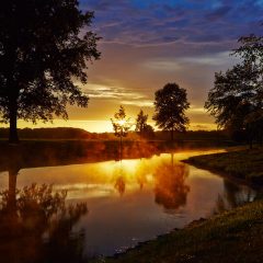 Sunset Tree