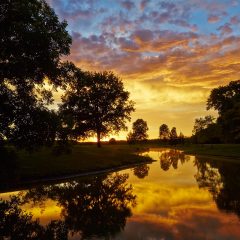 Sunset Tree