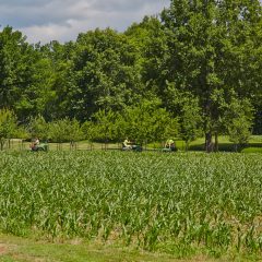 Fields