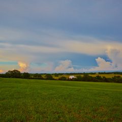 Open Field