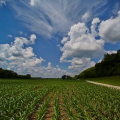 Fields
