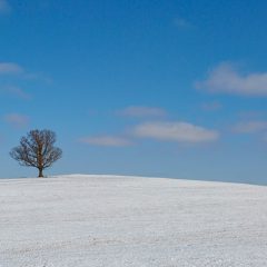 Lone Tree