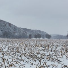 Fields