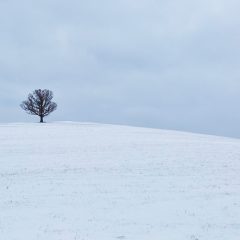 Lone Tree