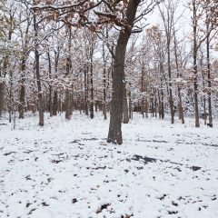Trees