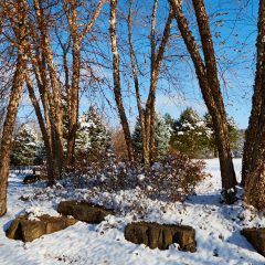 Trees