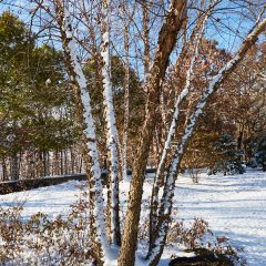 Trees
