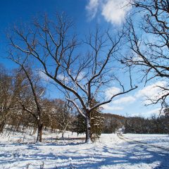 Trees