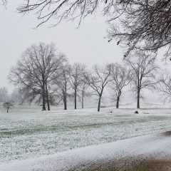 Open Field